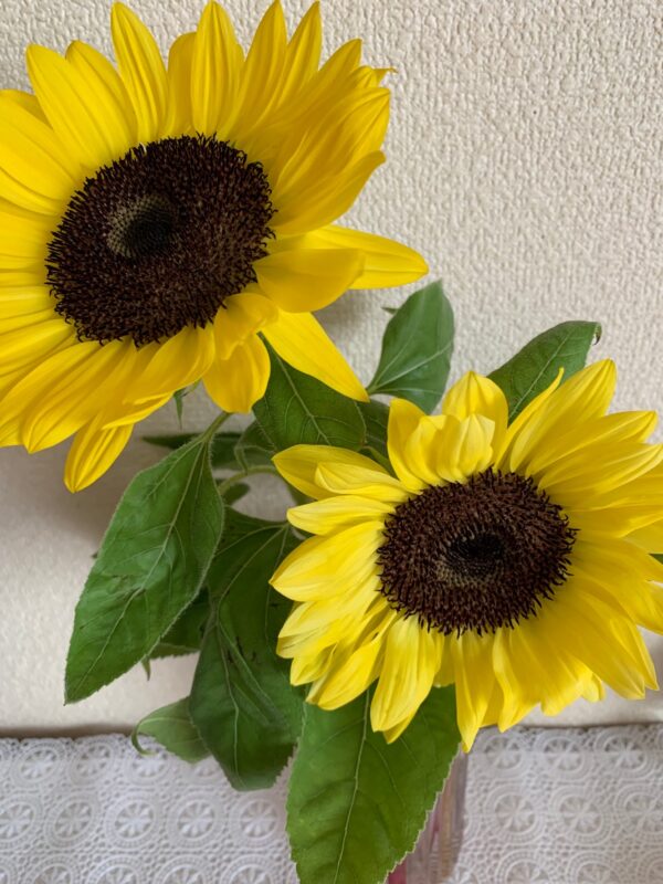 1番暑い季節を迎えました