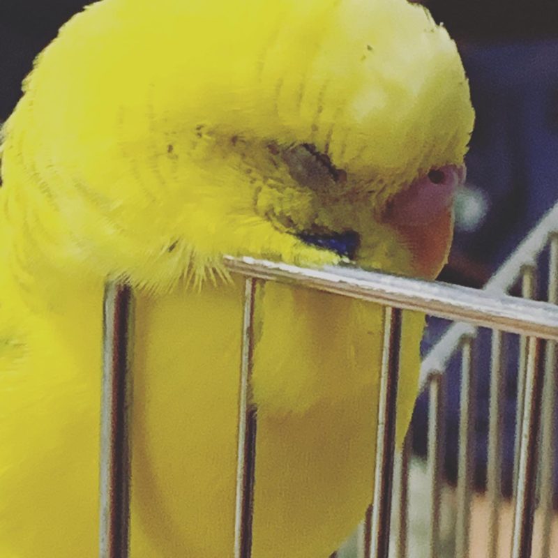 八専（はっせん）始まり