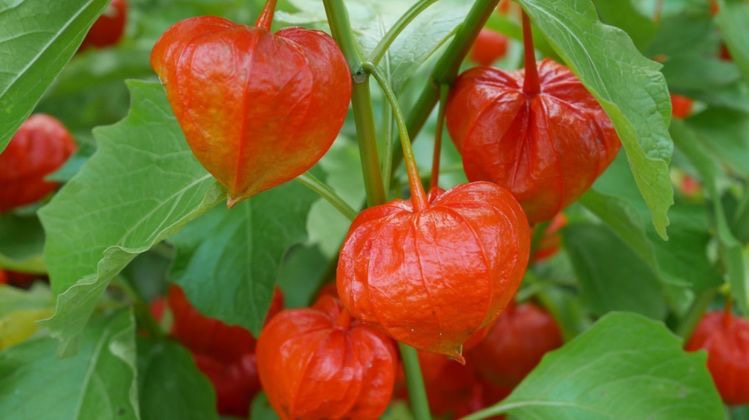 お家で一粒万倍日ヾ(o´∀｀o)ﾉ