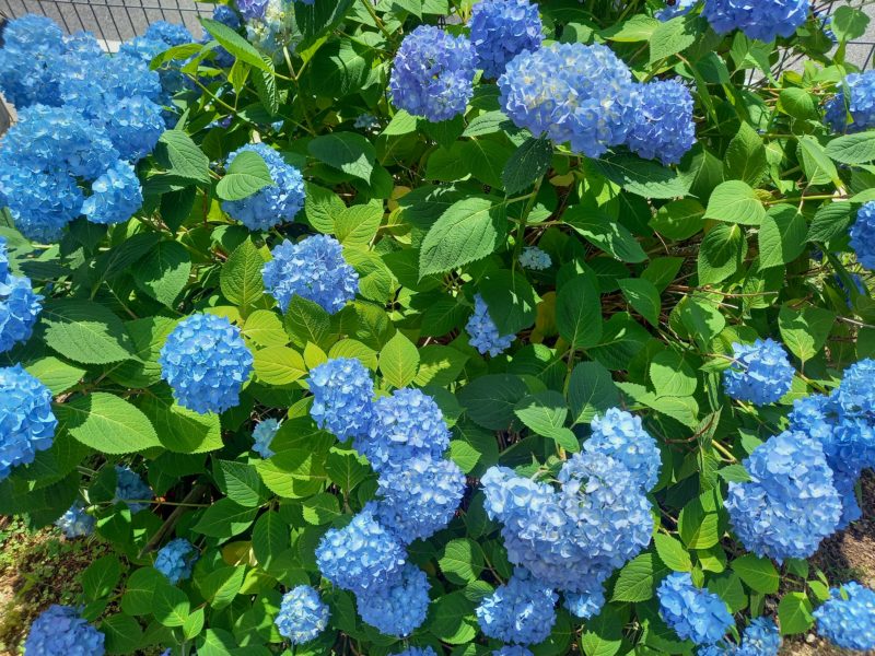 庭の紫陽花