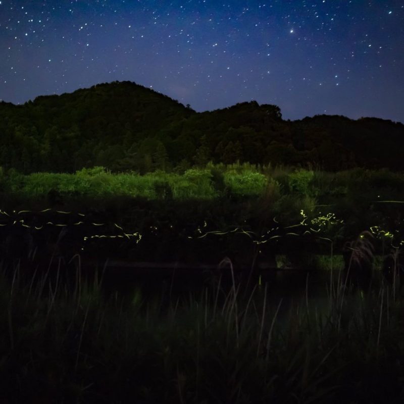 芒種次候  第二十六候  腐草為蛍  くされたるくさほたるとなる