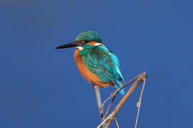 朔風払葉 きたかぜこのはをはらう