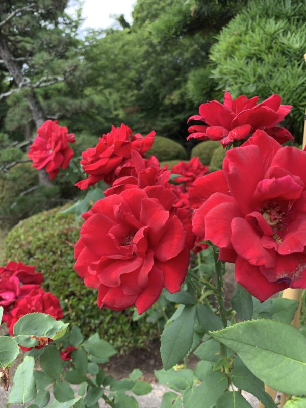 夏至次候　第二十九候  菖蒲華  あやめのはなさく