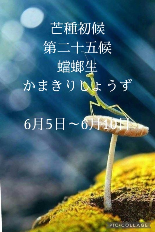 芒種初候  第二十五候　蟷螂生(かまきりしょうず)