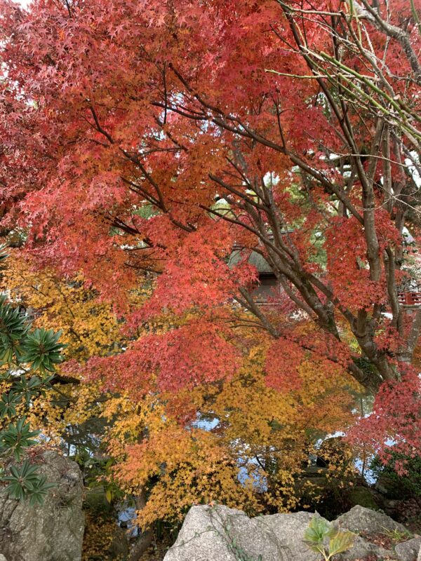 お水取り、ガチ勢の夜明け前（笑）