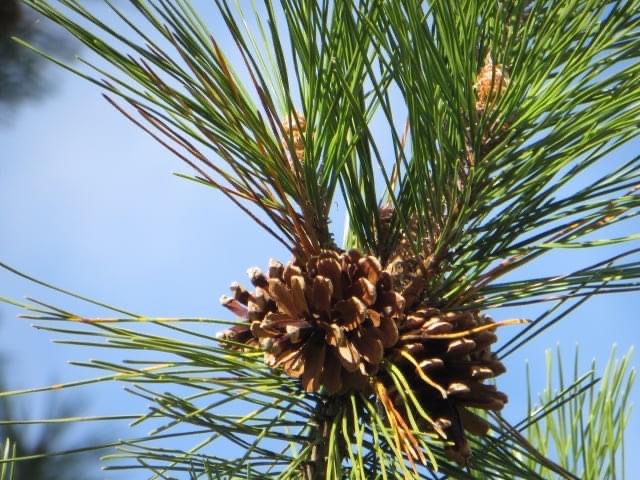 来年の先行きを照らすご神木を準備する日