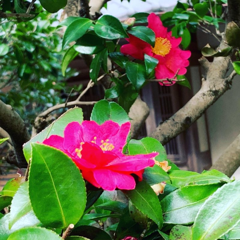 本日一粒万倍日です♡