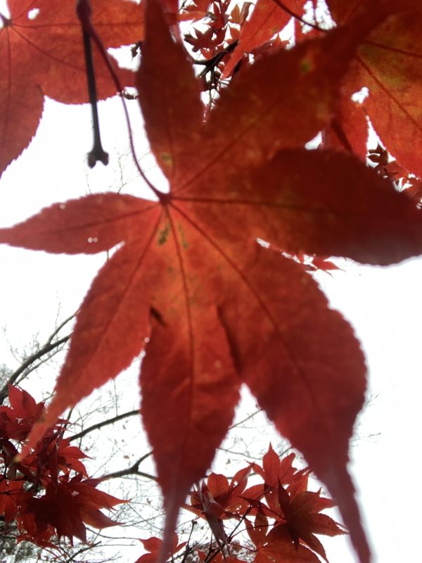 師走に入りましたね