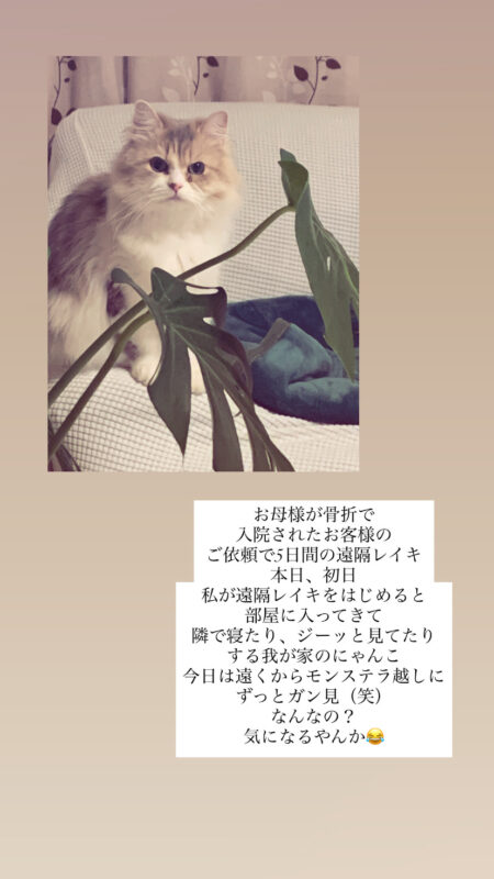 癒しの光withにゃんこ