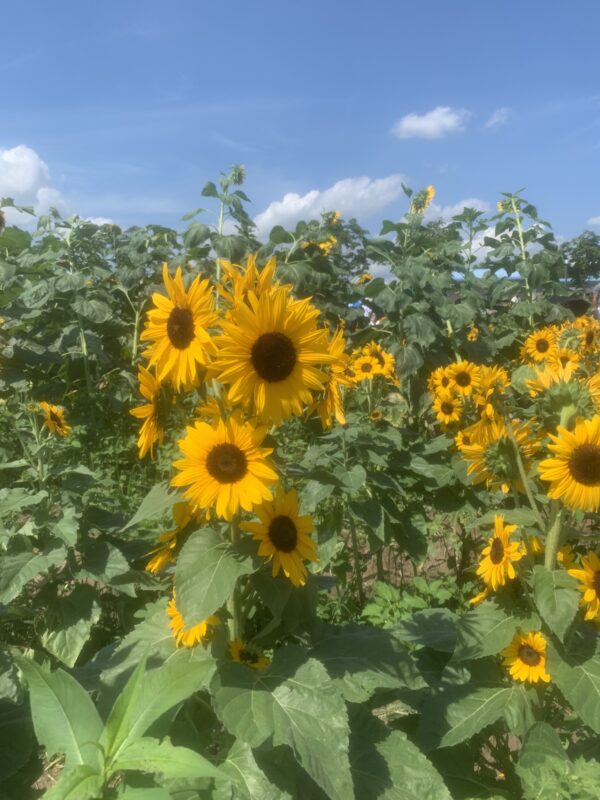 実はそろそろ準備をはじめています❤