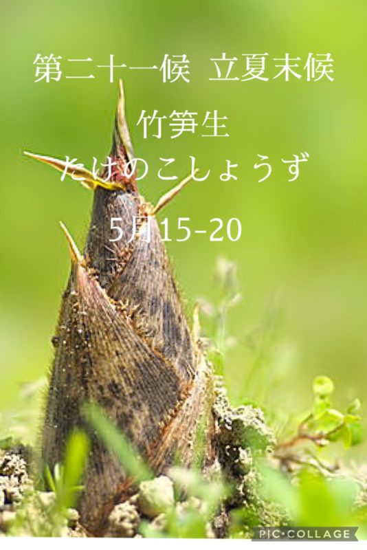 第二十一候　立夏末候　竹笋生   たけのこしょうず