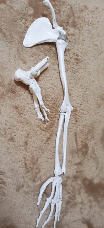 見て触れて覚えて、セッションに活かす♥️