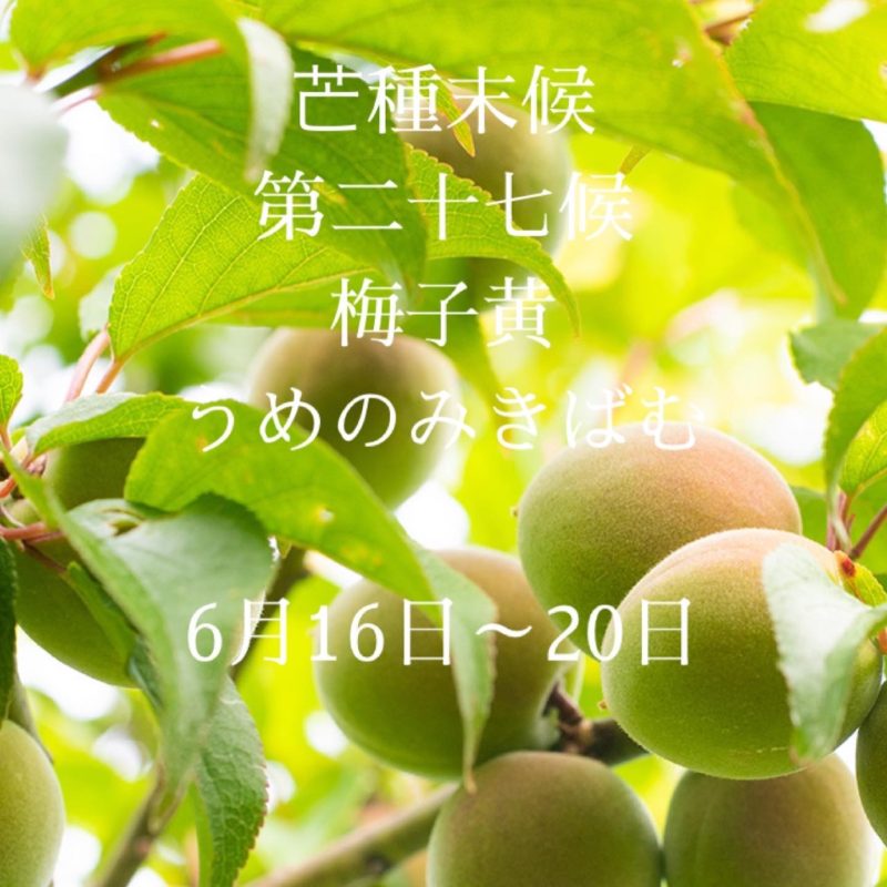 芒種末候  第二十七候　梅子黄  うめのみきばむ