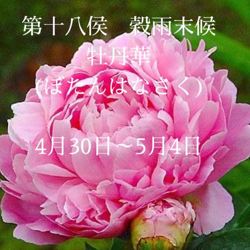 牡丹華　(ぼたんはなさく)