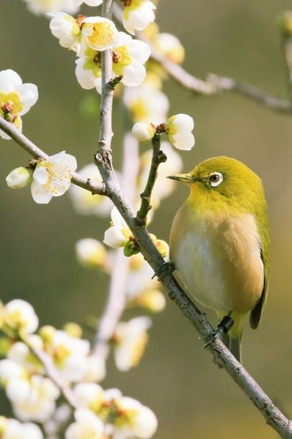 梅の花からパワーをもらいましょう