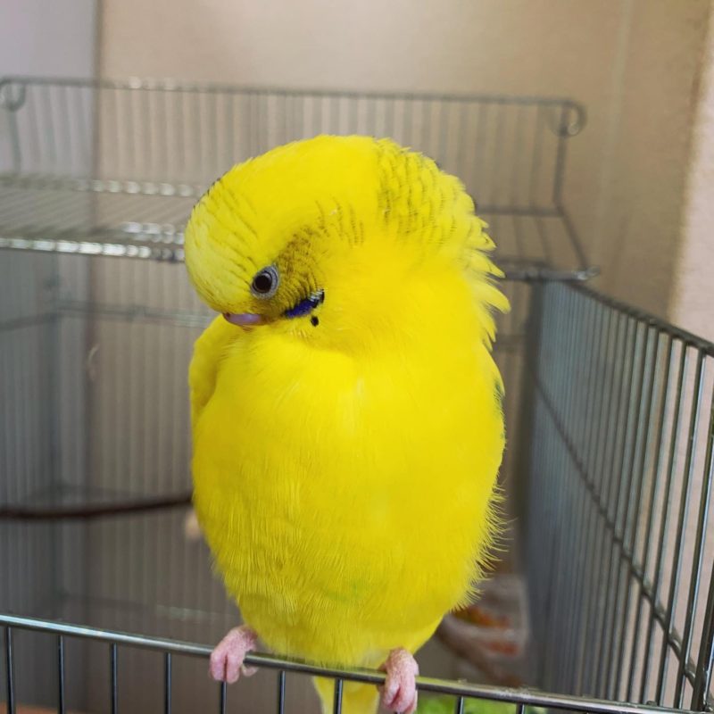 夏至末候　第三十候  半夏生  はんげしょうず