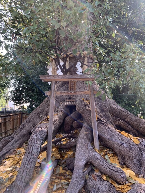 春分の日に自分に誓ってきました♡